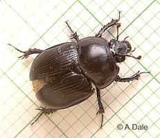 Dor beetle