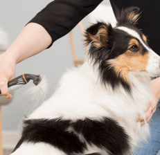 Χτένισμα σκύλου από επαγγελματία groomer σε pet salon  Καλλωπισμός σκύλου με απαλή βούρτσα περιποίησ