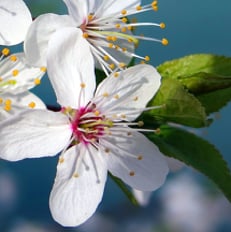 white flower, green leaves ,blue background