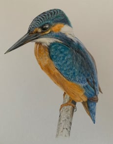 Kingfisher portrait