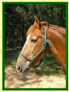 horse head