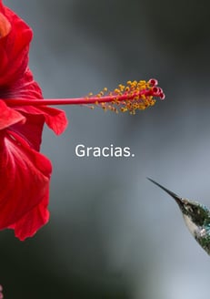 Fondo de pantalla gratitud. 