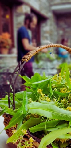 Tilia - Linden flowers workshop at Estia Pelion , at Portaria with Medical herbalist Manos Manolis