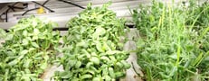 a picture of Early Greens microgreens grow room