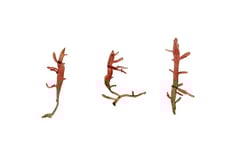 Champia sp.