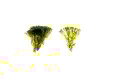Valonia fastigiata