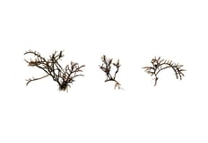Gelidiella sp.