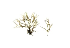 Gracilaria sp.