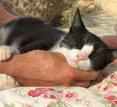 Luna wurde gerettet und sucht ein Für-Immer-Zuhause, Adoption-sofort Ausreise-Ausreiseprotokoll