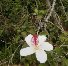 Kauai
