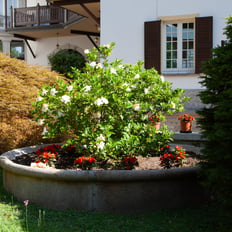 view of flower of villa ombrosa in a big garden pot