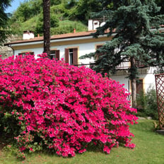 details of the azalea with flowers with the villa ombrosa in the background