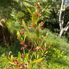 ʻAʻaliʻi: Indigenous shrub to 4' with attractive burgundy flowers.