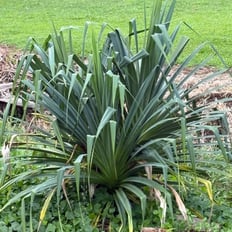 Hala: Indigenous tree to 20', edible fruit used as paint brush, leaves woven into mats, baskets, thatching.