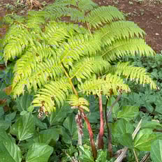 Hapuʻu: Endemic tree fern, important understory forest plant, edible root, frond hairs used to stuff bedding.