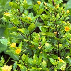 ʻilima: Indigenous shrub to 4', prostrate version, both with attractive yellow flowers, ground cover, erosion control.