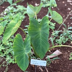 Kalo/Taro: Polynesian introduced with edible corm and leaf, cooked to neutralize itchy crystals, corm pounded to make poi.