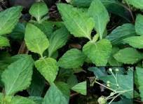 Kamanamana: Indigenous shrub up to 2', medicinal for inflammation, congestion.