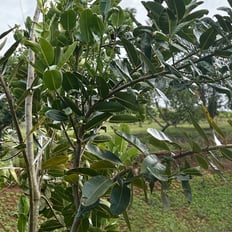 Kamani: Polynesian introduced tree up to 80' with fragrant flowers, wood used for bowls, canoes, oil used for massage.