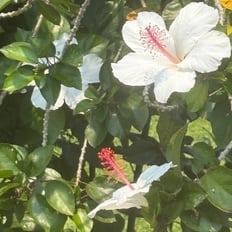 Kokiʻo keʻokeʻo: Endemic hibiscus, beautiful white flowers with red pistils.