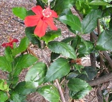 Kokiʻo ʻula: Endemic hibiscus with beautiful red flowers.