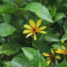 Koʻokoʻolau: Endemic shrub to 4', coveredwith bright yellow flowers, medical for blood pressure, arthritis.