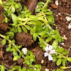 'Ae'ae: Indigenous succulent with tiny purple flowers, salt tolerant, erosion control on waterways.