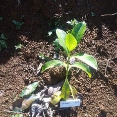 Kōpiko: Endemic tree up to 45', white flowers, orange fruit eaten by Oma'o/Hawai'ian Thrush and other native birds.