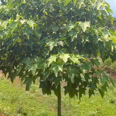 Kokui: Polynesian introduced tree to 80', nut used for lei, oil for lighting, medicinal for skin, wood used for canoes.