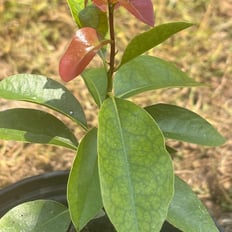 Lama: Endemic tree to 35', edible persimmon-like fruit, wood used make sacred objects.