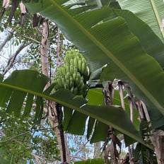 Maiʻa/Banana: Polynesian introduced, up to 25', fruit eaten raw/ripe, cooked/unripe as starch. Dwarf varieties often grown.
