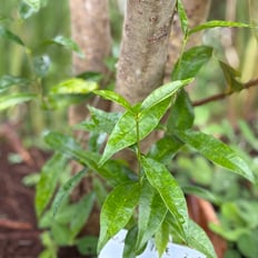 Maile: Endemic vine with fragrant leaves used in lei for special occasions.