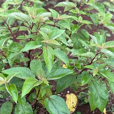 Māmaki: Endemic tree to 20', medical for inflammation, infection, mood, energy, metabolism.