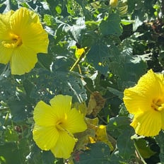 Maʻo hau hele: Endangered endemic hibiscus with beautiful yellow flowers.