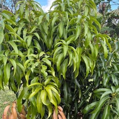 Mango: Introduce tree up to 100', delicious sweet fruit, wood used for furniture, pruned to manage in cultivation.