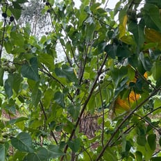 Milo: Indigenous tree to 40', wood used for bowls, plates, utensils, does not affect taste of food.