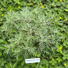 ʻĀhinahina/Hawaiiʻan Wormwood: Endemic shrub to 10' with fragrant leaves, repels insects, medicinal for lungs, fever.