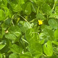 Nanea: Indigenous vine, edible pod, nitrogen fixing, can be used as ground cover, can become invasive if not controlled.