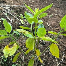 Naʻu/Hawaiʻian Gardenia: Shrub to 16ʻ, fragrant flowers, wood used for tools.