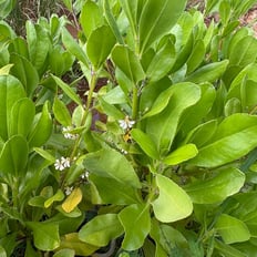Naupaka kahakai: Indigenous shrub up to 8', salt tolerant, erosion control, medical for cuts/rash/stings, sunblock.