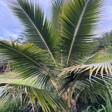 Niʻu/Coconut: Polynesian introduced tree up to 100', edible nut, wood/fronds used for construction, tools, utensils, weaving.