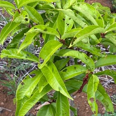 ʻŌhia ʻai/Mountain Apple: Polynesian introduced tree with sweet, crunchy fruit resembling an apple.