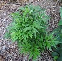 Pia/Arrowroot: Polynesian introduced, clumping ground cover to 4', ground root used as thickener, medicinal for nausea.