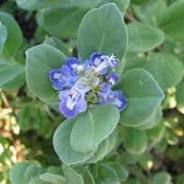 Pōhinahina: Indigenous ground cover to 3', purple flowers, erosion control, sage-like scent, medicinal for stomach/head pain.