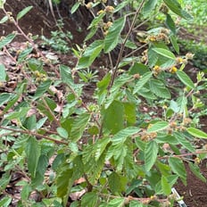 ʻUhaloa: Indigenous shrub up to 4', medical for inflammation, fungus, throat/lung ailments.