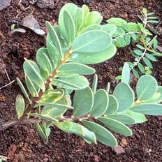 'Åkia: Endemic shrub with crawling habit, attractive yellow flowers, erosion control.