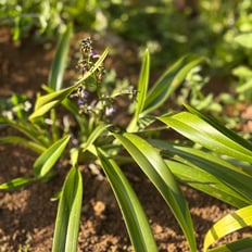 Ukiʻuki: Indigenous lily-like ground cover with purple flowers and berries.