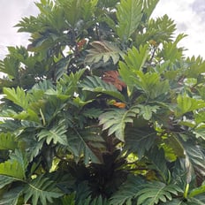 Ulu/Breadfruit: Polynesian introduced tree up to 80', nutritious starchy fruit, pruned to mange in cultivation.