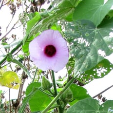 ʻAkiohala: Indigenous shrub to 12', beautiful purple flowers.