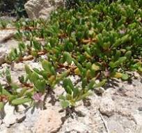 ʻĀkukikuli/Seaside Purslane: Indigenous, ground cover, salt tolerant, erosion control, edible, medicinal antifungal/bacterial